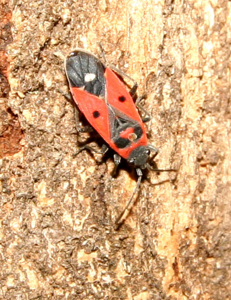 Melanocoryphus albomaculatus (Heteroptera, Lygaeidae)